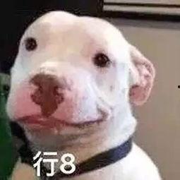 娱乐圈吃瓜小狗是谁,揭秘神秘网友背后的真实身份  第2张